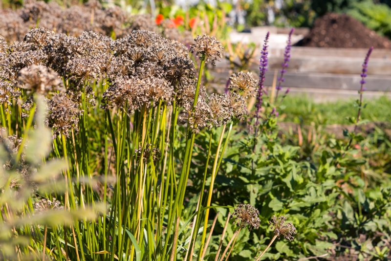 Eagle Heights Community Garden
