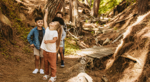 Children looking above in the woods