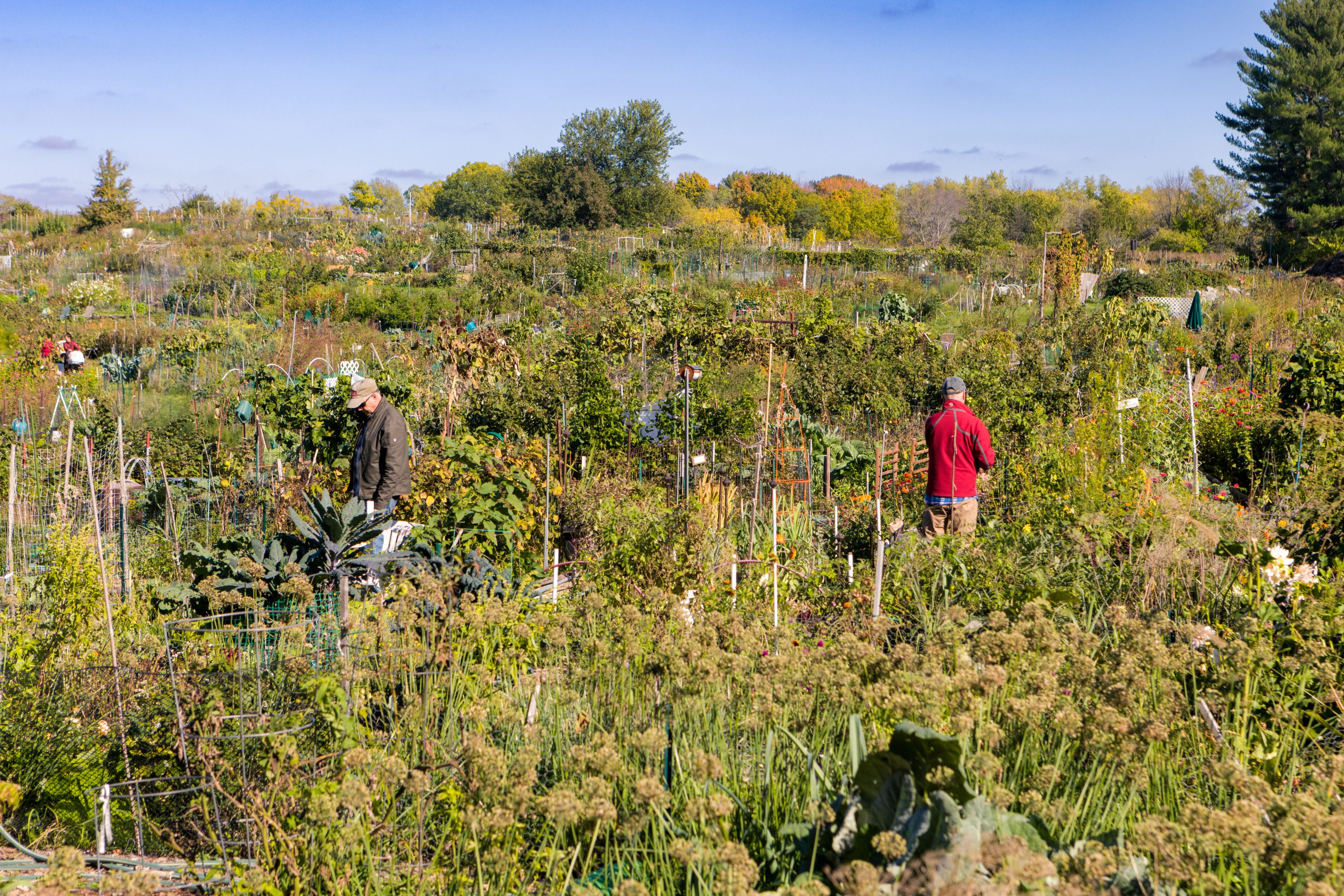Eagle Heights Community Gardens