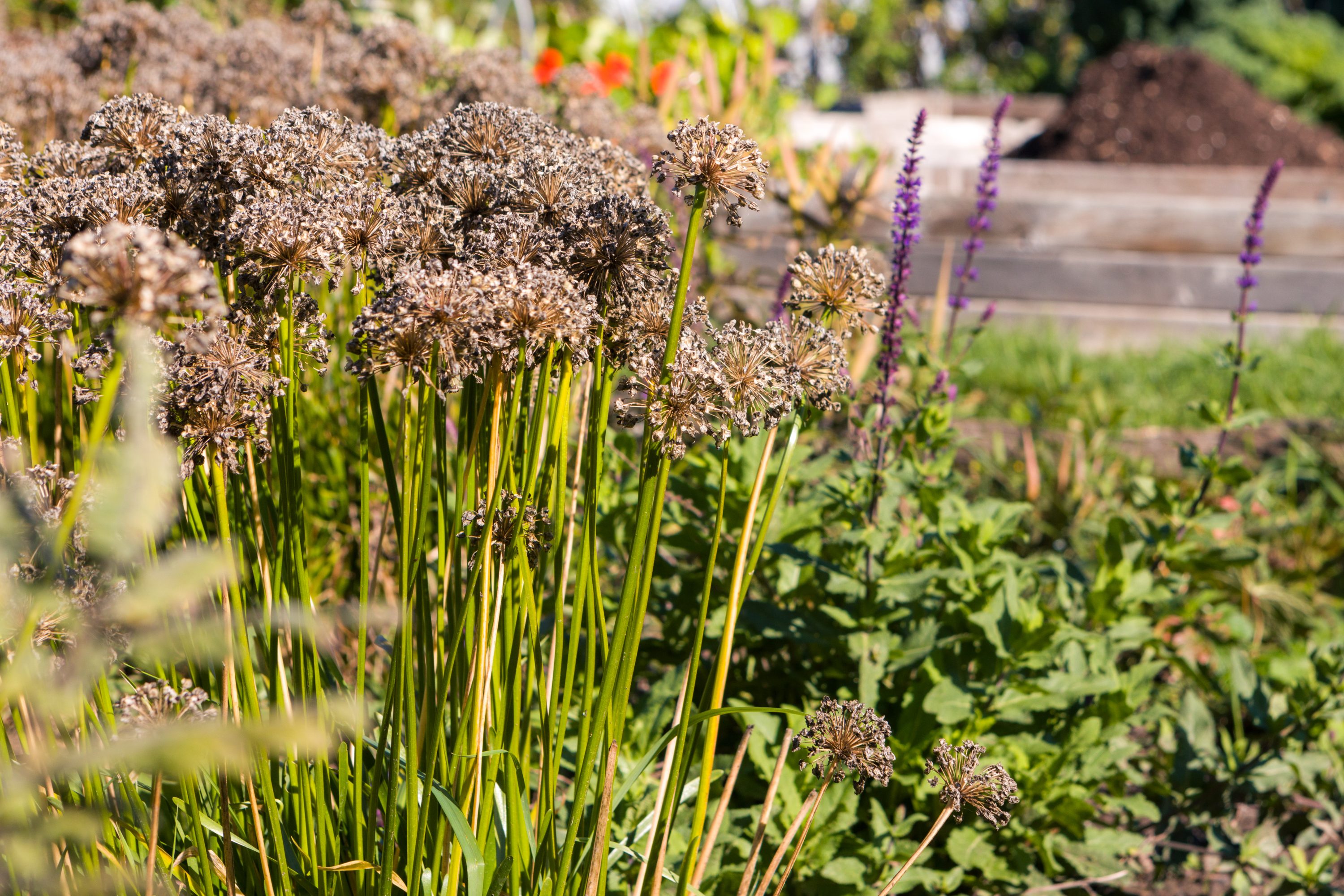 Eagle Heights Community Garden