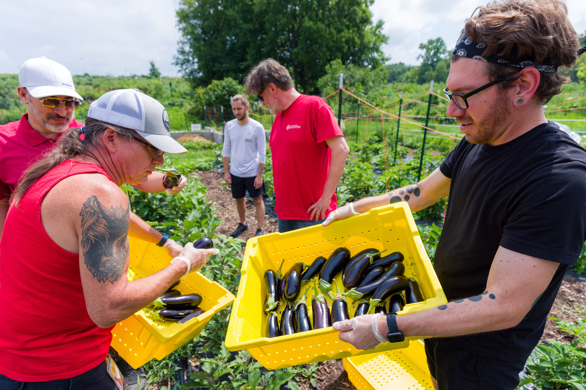 Dining staff harvesting eggplants and other produce from the Dining & Culinary Services Campus Farm