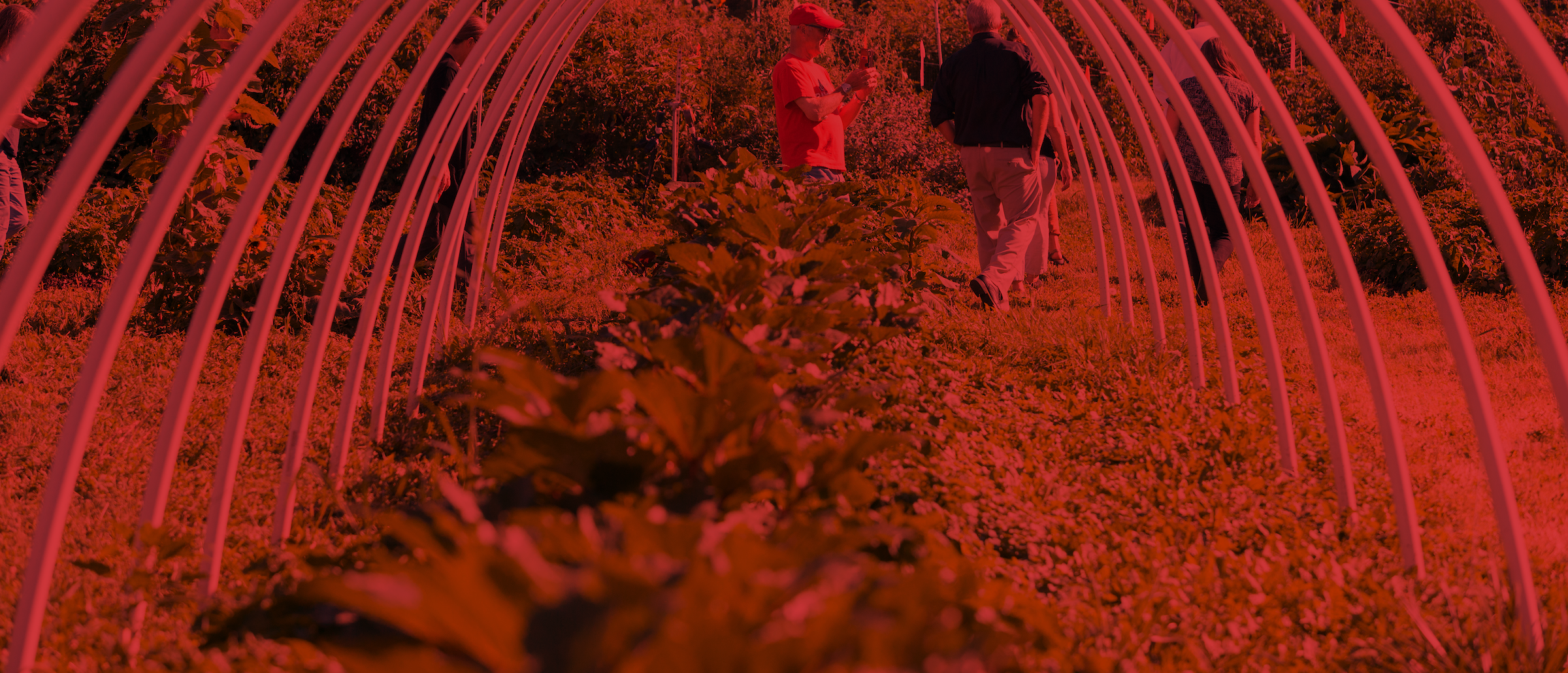 Plants growing in a garden