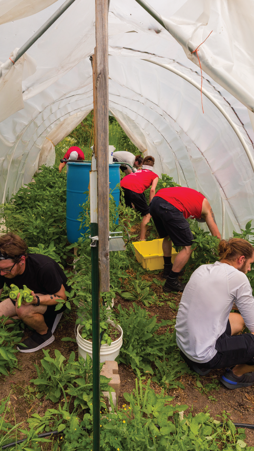 staff in action working at the campus farm