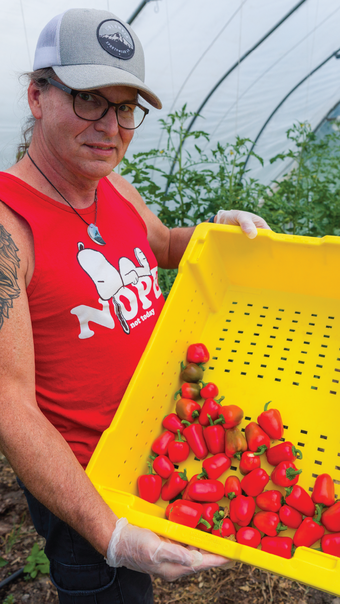 picked strawberries from campus farm