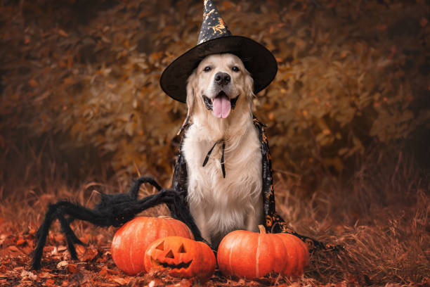A dog dressed as a witch for Halloween.