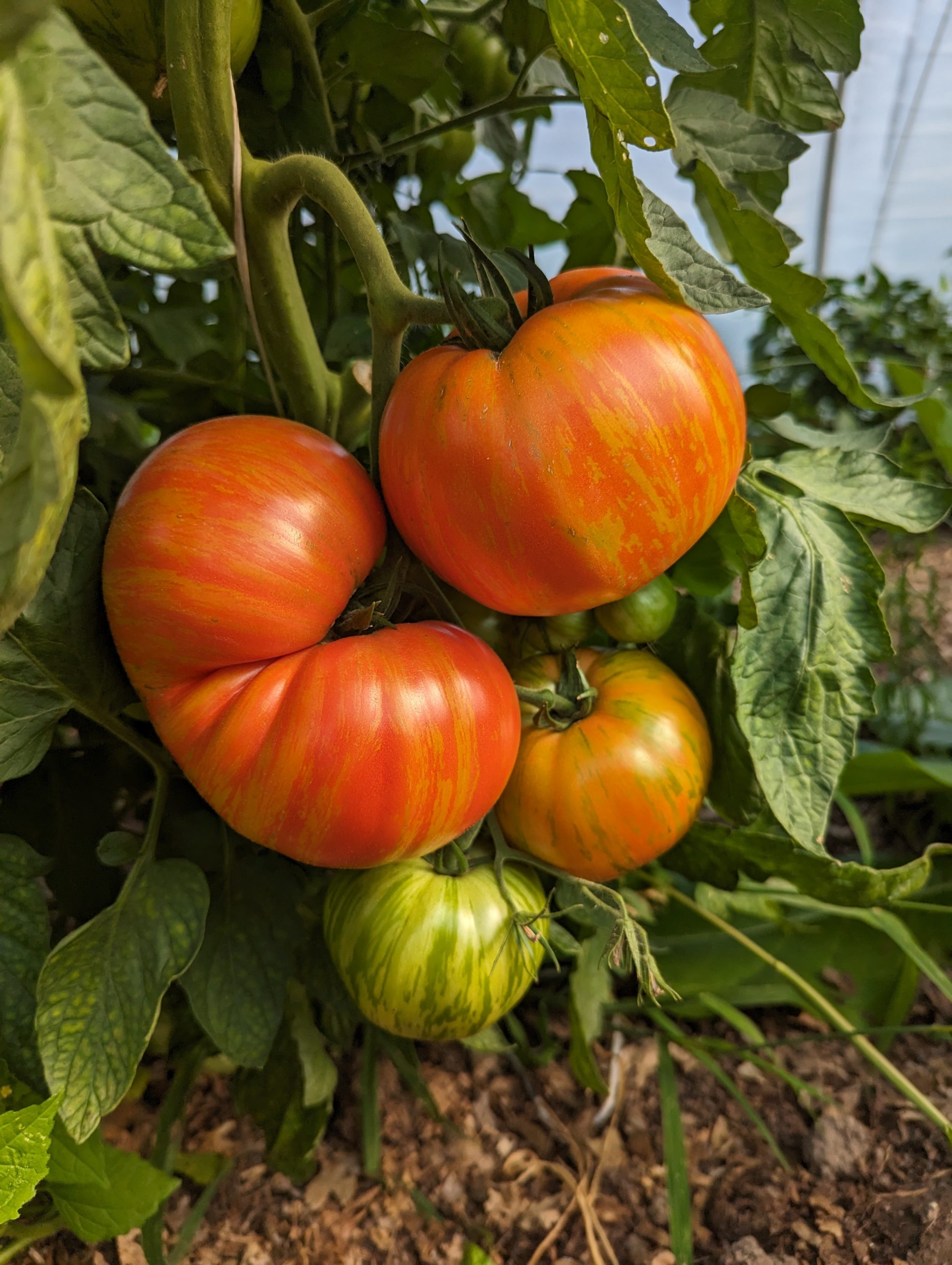 Campus Farm tomatoes growing