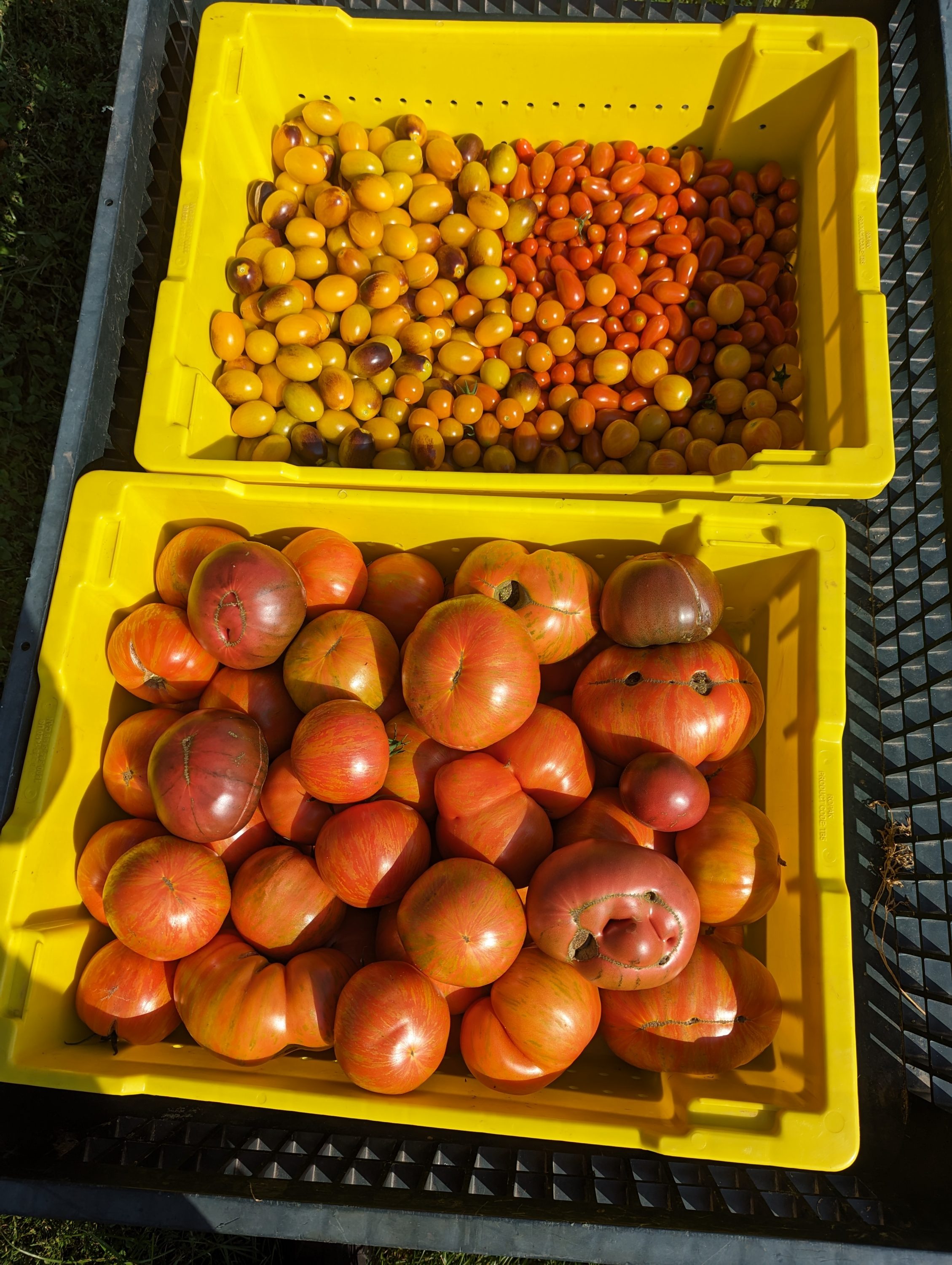 Campus Farm tomatoes picked