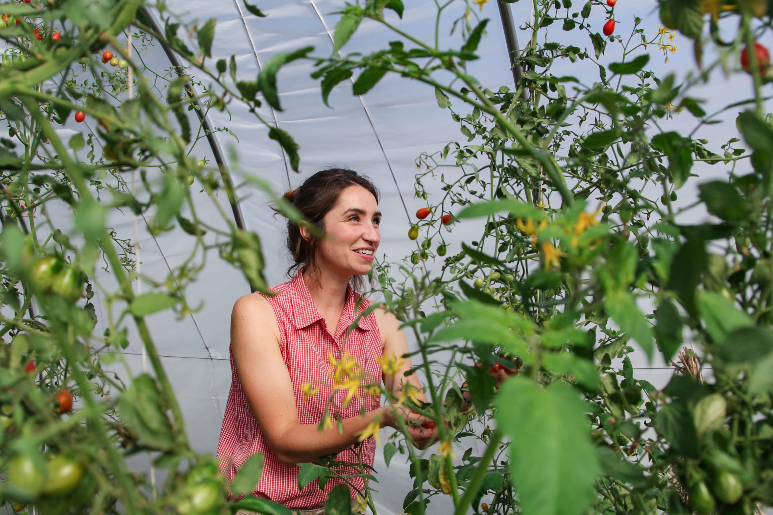 Campus Farm staff picking produce