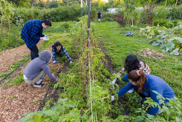 GreenHouse students plant at campus farm