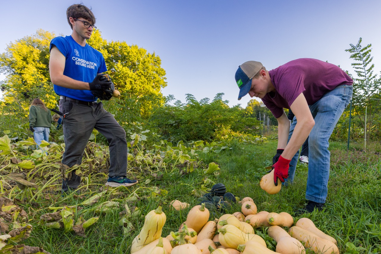 GreenHouse students pick squash at campus farm