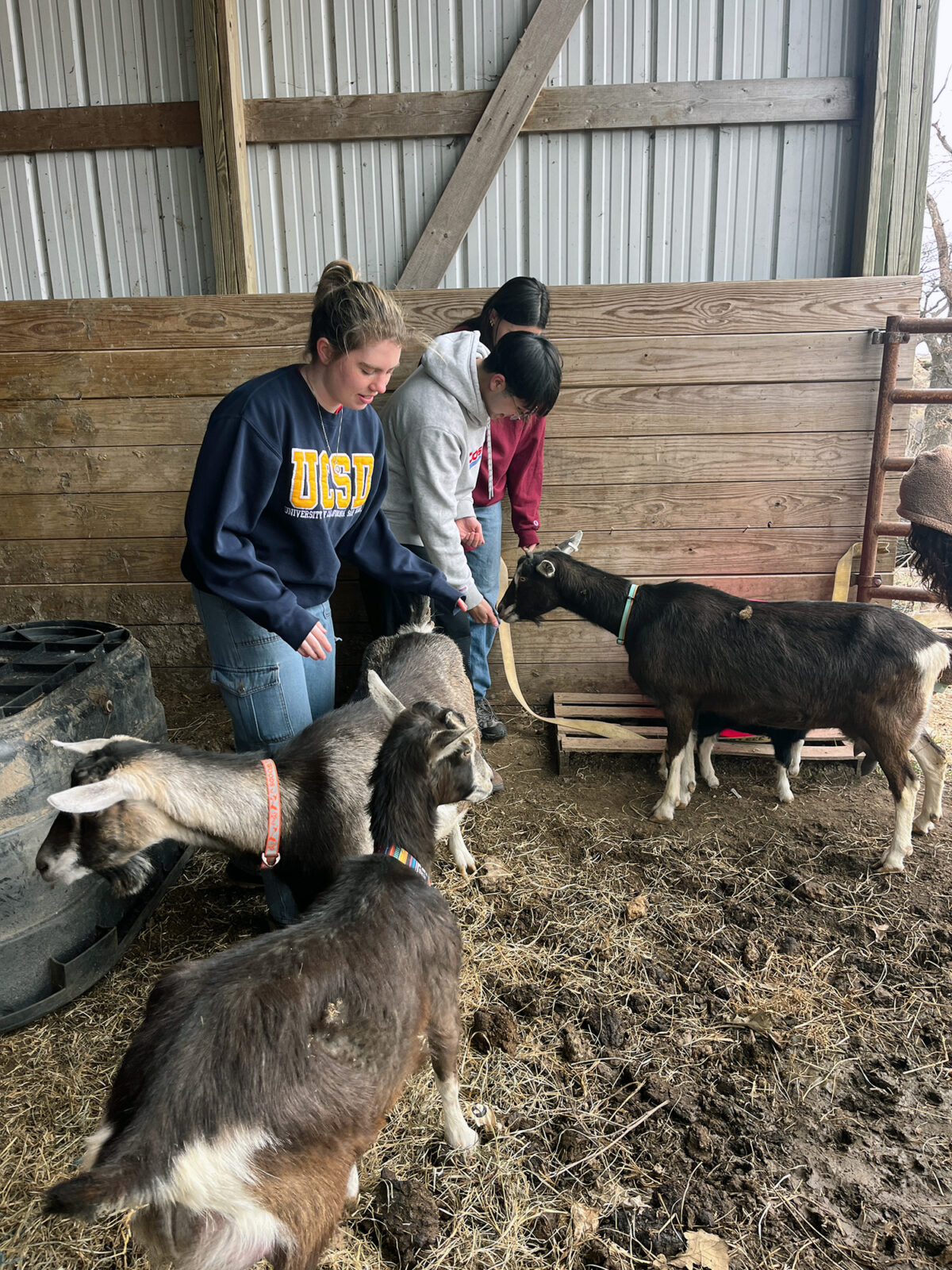 Three Spark residents feeding goats.