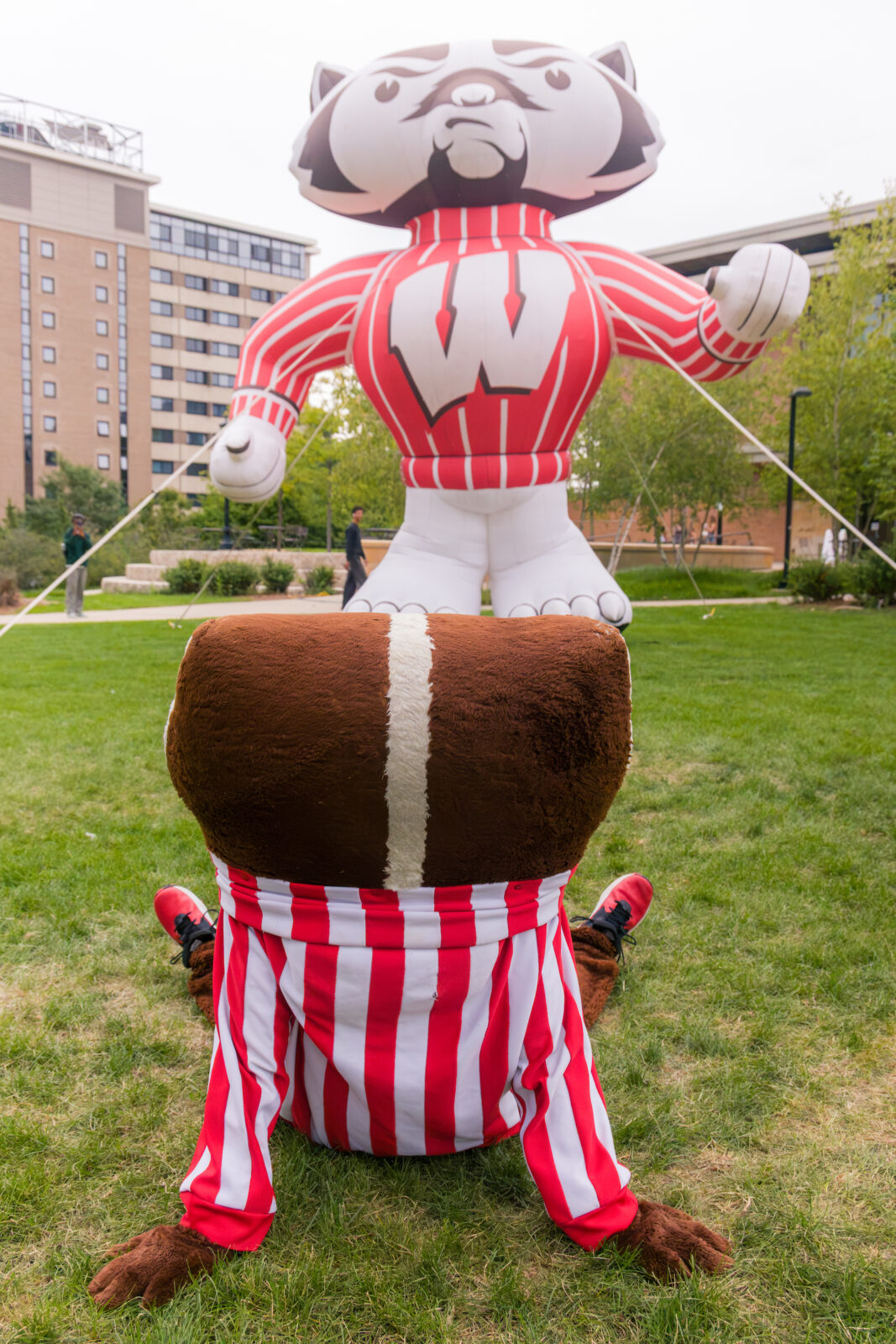 Bucky Badger sitting on the grass looking at a large inflatable version of himself