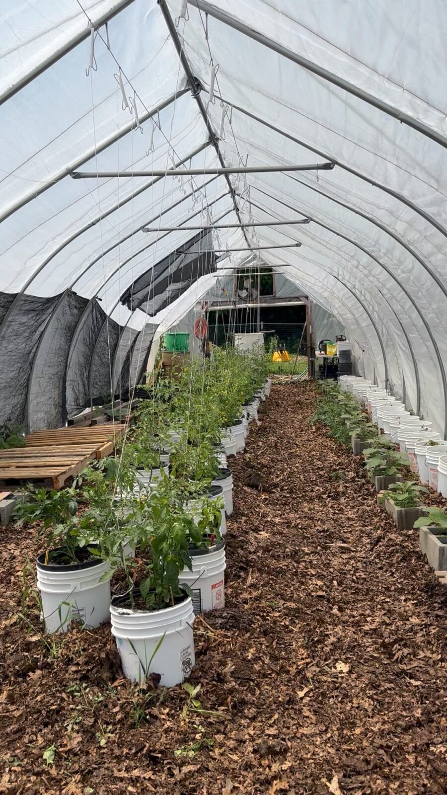 Vegetables growing at the Campus Farm